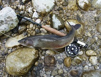 Fliegenfischen Biohof Breitenberg